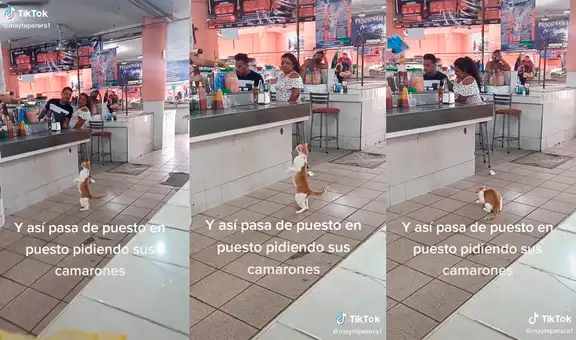 Comerciantes graban la hilarante forma que tiene un gato para pedir comida en un mercado