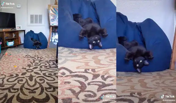 Mujer entra a su vivienda y encuentra a su gato recostado en una peculiar pose