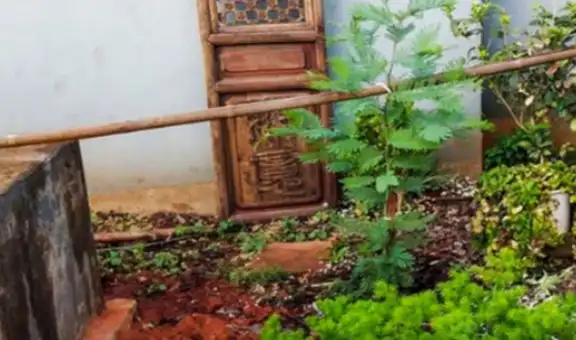 ¿Puedes ver al gato escondido en el jardín? El reto viral que pocos logran resolver