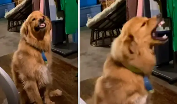 Le pide a su perro ‘una sonrisa’ antes de ir al parque y este hace reír con su mueca
