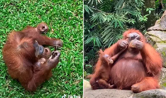 Orangután se coloca los lentes de sol de una turista y foto enternece en las redes