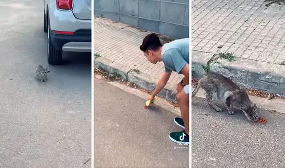 Encuentra a gatito sin hogar y al día siguiente lo busca para invitarle un poco de comida