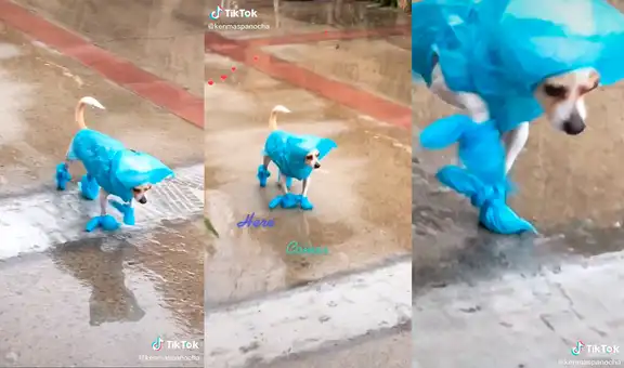 Joven muestra cómo abriga a su querido perro al pasear en un intenso día de lluvia
