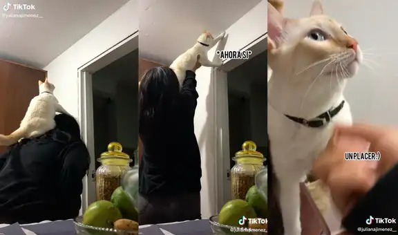 Mujer y su gatito muestran un gran trabajo en equipo al atrapar a un insecto