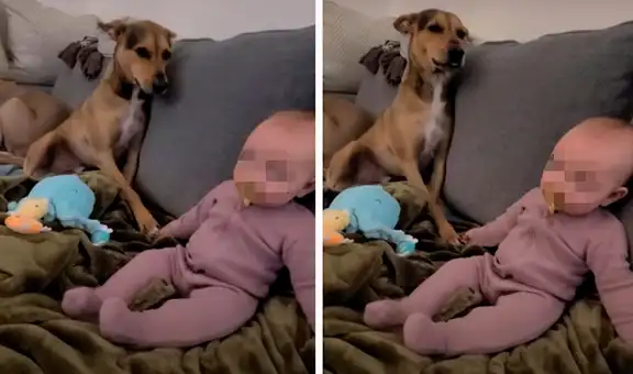 Tierno perrito toma la mano de la bebé de sus dueños mientras disfrutan de una película