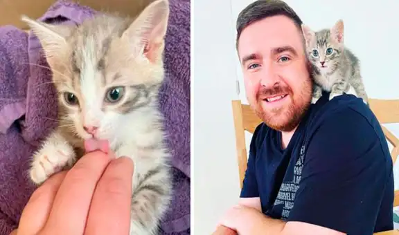 Escuchan fuertes ruidos dentro de un contenedor, lo revisan y hallan a pequeños gatitos