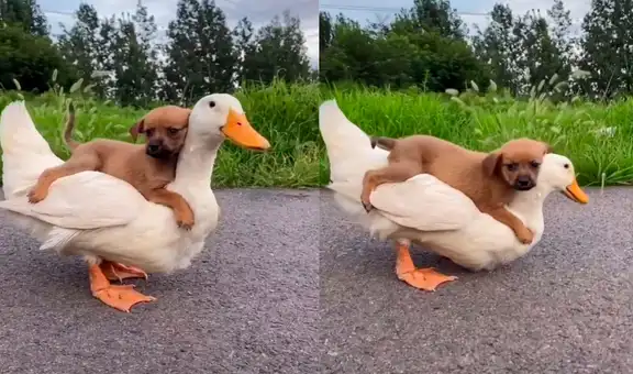 Joven graba tierna escena protagonizada por su pato y su cachorro al aire libre
