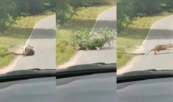 Trabajador de zoológico salva la vida de venado al evitar que sea devorado por una boa