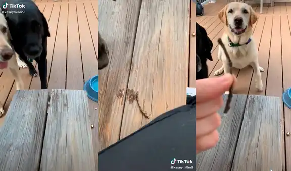 Perros le llevan a su dueña una ramita y muestran tierna conducta para querer jugar