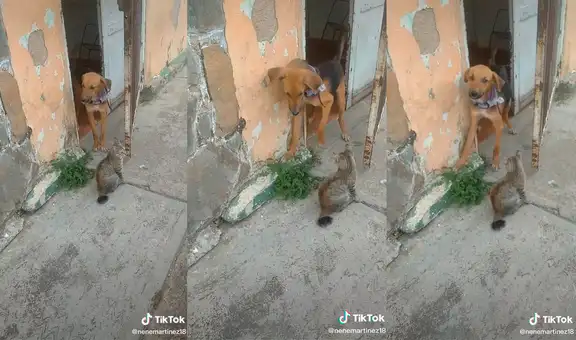 Joven revela cómo su gatita impide que su ‘amigo’ perruno salga a la calle para jugar