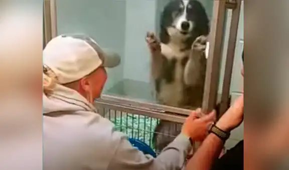 Perrita se emociona al ver nuevamente a sus dueños dentro de un refugio