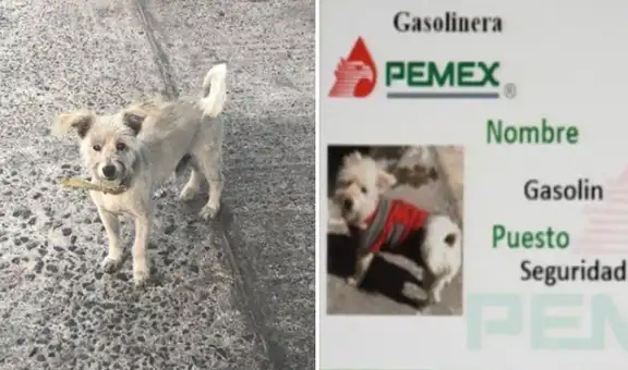 Gasolinera adopta a perrito callejero que buscaba refugio y lo suman a su equipo