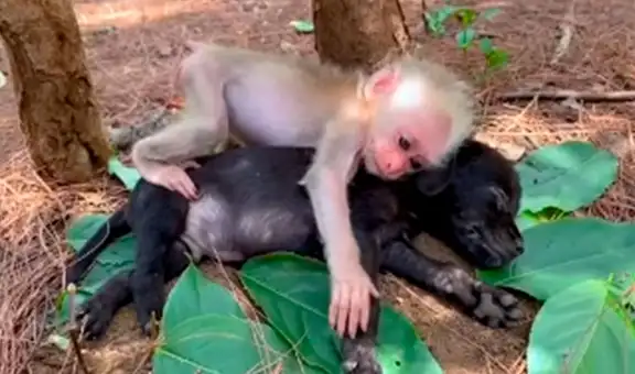 Pequeño monito conoce a un perro y lo abraza fuertemente al sentirse seguro