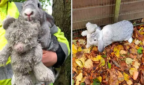 Dejan a conejito dentro de una caja y animal se aferra a su oso de peluche 
