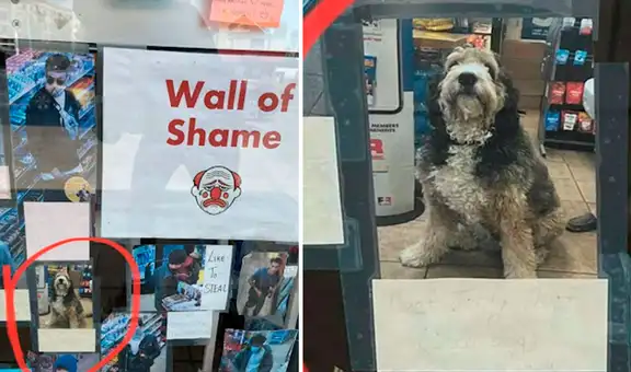 Perrito aparece en el ‘muro de la vergüenza’ tras robar comida de una tienda 