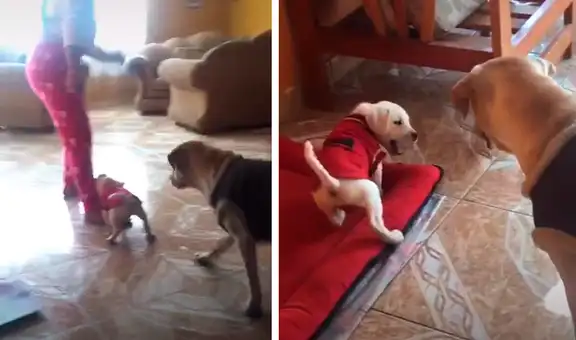 Perrito le muerde a su dueña y madre del can llega para darle una lección 