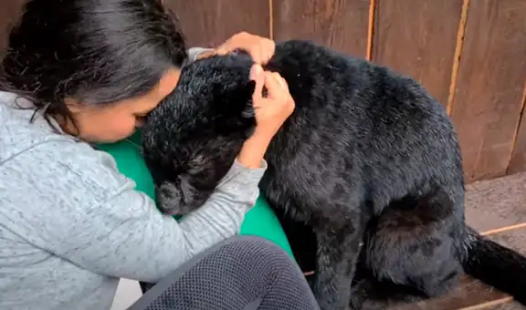 Joven ingresa a jaula de pantera para acariciarla y este se comporta como un ‘indefenso gatito’