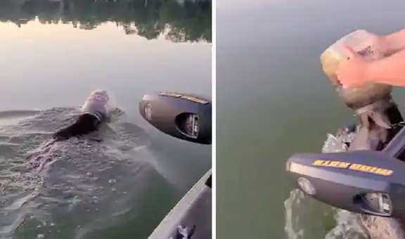 Familia ayuda a pequeño oso que llevaba un frasco de plástico atascado en la cabeza