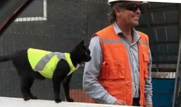 Gatito se refugia en una construcción y los obreros lo adoptan al integrarlo a su equipo