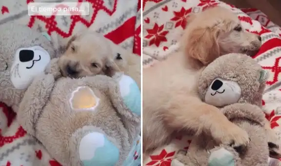 Perrito no se separa de su oso de peluche y se acuesta junto a él todos los días
