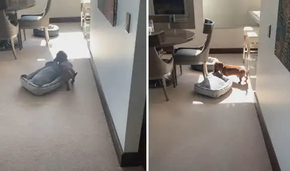 Perrito cambia de sitio su cama para acomodarla donde le dé el sol
