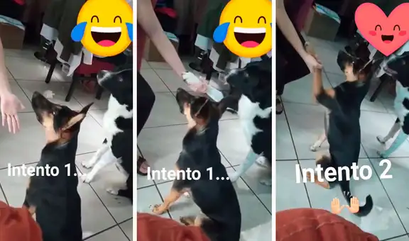 Joven adiestra a sus perritos y logra que aprendan a dar la pata por primera vez 