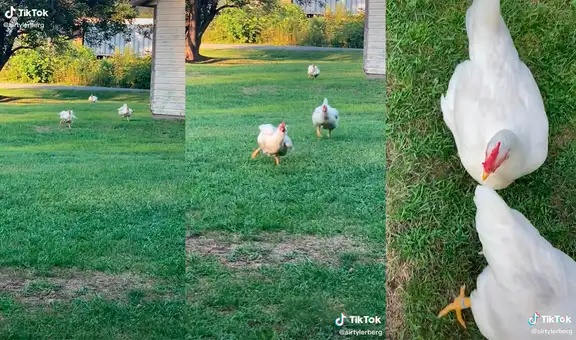 Granjero muestra la emoción de sus gallinas cuando las llama para comer