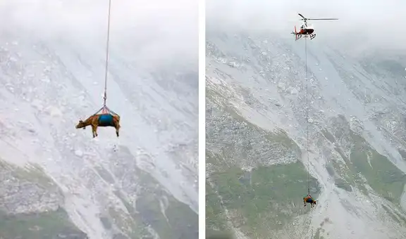 Captan a vacas heridas siendo transportadas en helicópteros sobre los Alpes suizos