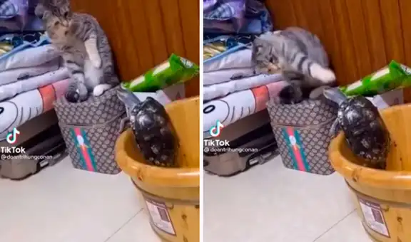 Tortuga trata de escapar de su cama, pero un gatito lo descubre y se lo impide 