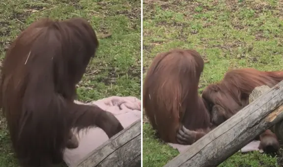 Orangután protagoniza tierna escena al colocar una manta para que su mamá duerma