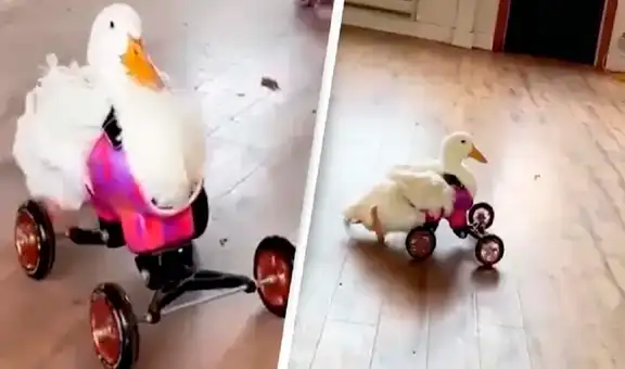 Pato con discapacidad vuelve a caminar gracias a una silla de ruedas a su medida 