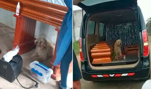 Perro se rehúsa a dejar a su dueña y la acompaña en la carroza que la traslada al cementerio