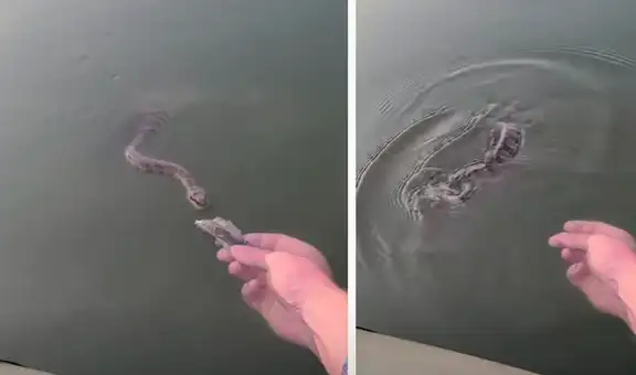 Pescador coloca carnada en el agua y voraz serpiente lo sorprende