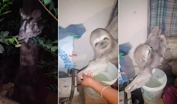 Familia llega a su hogar y se sorprende al encontrar un perezoso colgado en la pared