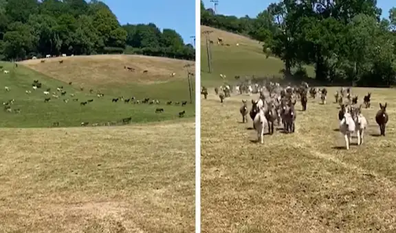 Burros se alegran cuando reciben la visita de la mujer que los rescató 