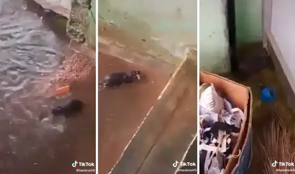 Rata arriesga su vida para evitar que sus crías mueran ahogadas en una inundación