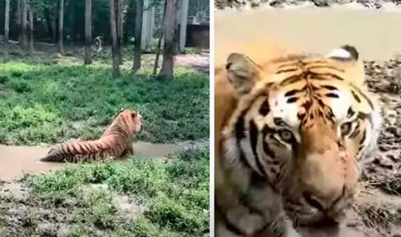 Ingresa a recinto de tigre para grabarlo de cerca y felino le da el susto de su vida