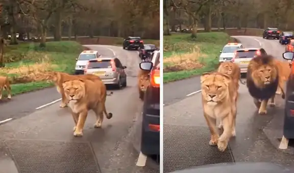 Familia hace safari en Sudáfrica y manada de leones aparece en su camino