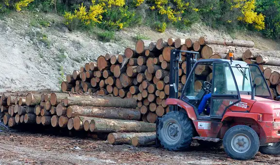 Condenan a empresa de EE. UU. por importar madera ilegal de la Amazonía peruana