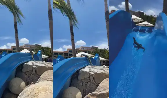 Captan a una iguana aventurera tomando un paseo por tobogán de agua