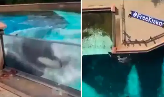 Captan a orca con 10 años en cautiverio mientras se golpea contra el cristal de su recinto