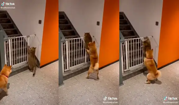 Perro no permite que su compañero gatuno desobedezca y haga travesuras en casa de su dueña