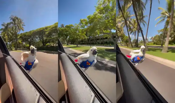 Pequeño animal emplumado realiza maniobras de surf en la puerta lateral de un automóvil