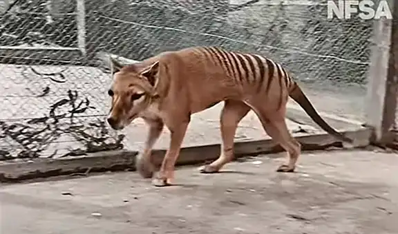 Publican imágenes de Benjamín, el último tigre de Tasmania que habitó la tierra