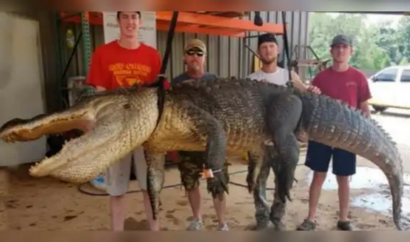 Capturan a cocodrilo gigante y encuentran objetos históricos en su interior
