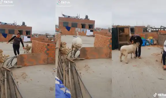 Peruanos crían a oveja en el techo de su casa y se convierte en su mejor ‘amiga’