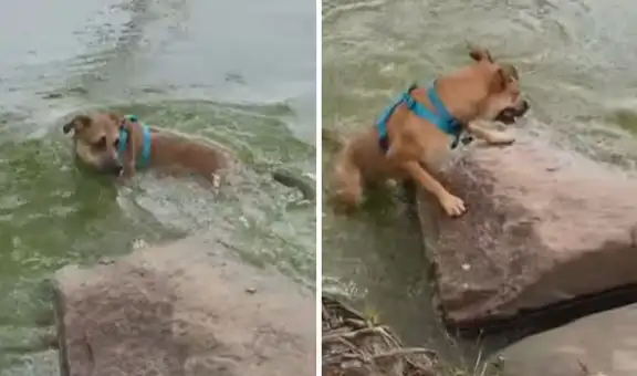 Perrito escapa de un lago tras confundir una rama que flotaba con una serpiente