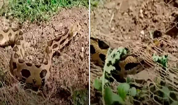 Joven se acerca a peligrosa serpiente que estaba atrapada en una malla y le salva la vida 
