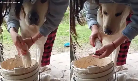 Joven aplica ‘protocolo’ a su perrito y desinfecta sus patas antes de entrar a casa