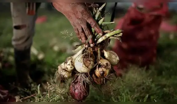 Registro Nacional de Cooperativas Agrarias: en marcha grupo temporal para elaborar reglamento